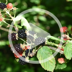 7 Foraging Finds