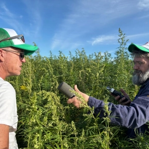 Can Argentina Solve Hemp's Seed Problem?