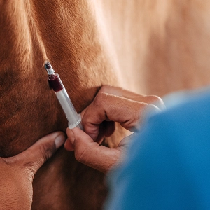 EP 112: Adventures in Field Anesthesia, with Dr. Madison Seamans