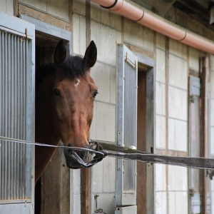 EP 103: Ten Tips for a Better, Safer Boarding Barn