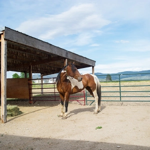 EP 74: Bringing Home a Mustang