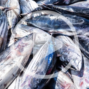 Sustainable Fishing