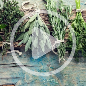 Herbs for Every Season