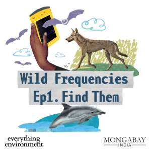 Wild Frequencies #1: Find Them