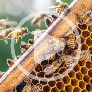 Best Beekeeping Practices