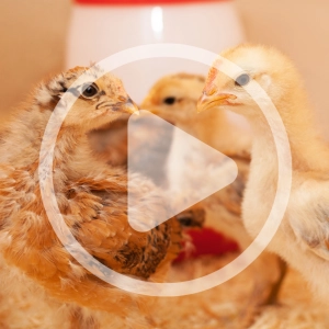 Navigating the Teenage Poultry Weeks