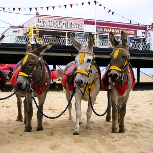 EP 88: Donkeys Need Us Too