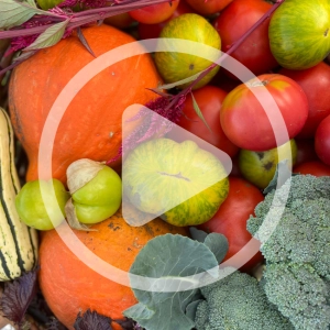 Is Gardening Worth It Financially?