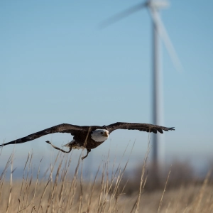 Trump Administration Ending Long-Standing Protections for Migratory Birds
