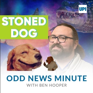 Dog eats marijuana on mountain, low flyover on Florida beach