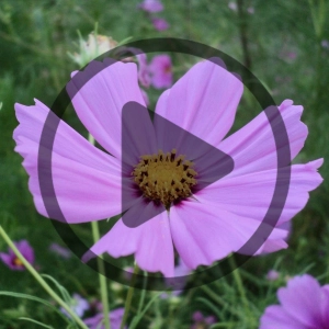 Audio Article: Learning with Seeds, Engaging Young Minds