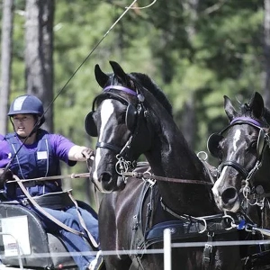 EP 84: How a Holistic Vet Keeps Horses in Sarasota