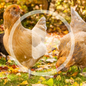 Preparing Your Chickens for Autumn