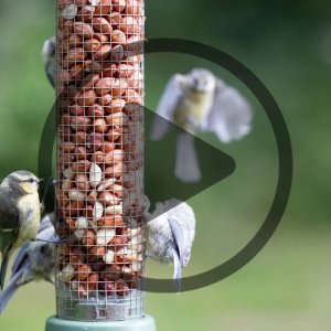 Audio Article - Not Just for the Birds: Bird Feeding and You