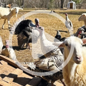 Adaptable Heritage Animals