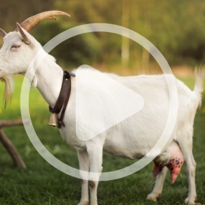 The Useful Goat