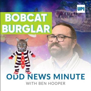 Bobcat burglar, mystery island returns