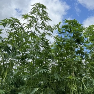 National Hemp Associaton Recieves $19.6 Million USDA Climate Smart Grant