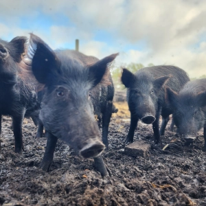 Can You Eat Wild Boar?