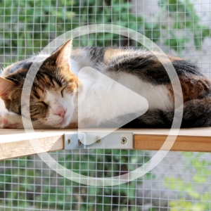Creating Catios