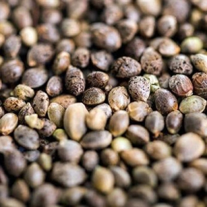 Eyes on the Prize: The Somewhat Messy Process of Getting Hemp Grain into the Feed Markets