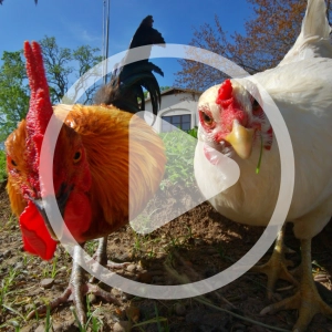 Busting Brooder Boredom: Activities and DIY Hacks to Prevent Poultry Pecking