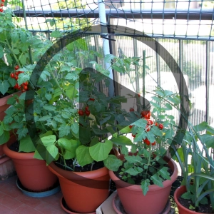 Apartment Homesteading: How to Be a Homesteader in Limited Space