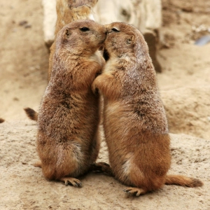 Origins of the kiss