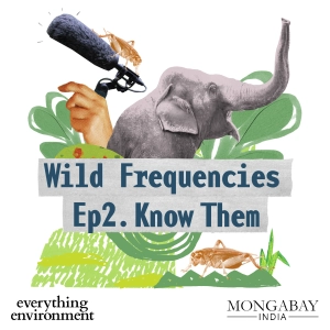 Wild Frequencies #2: Know Them
