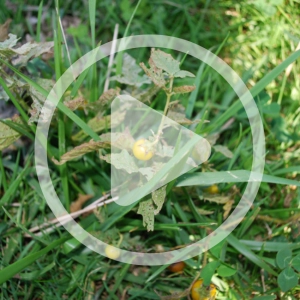 Verify Your Vegetation Audio Article