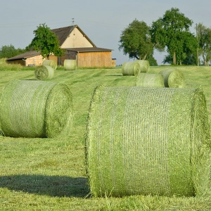 EP 61: Shopping for Hay