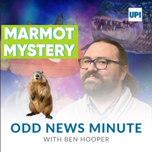 Mystery marmot, big lizard in a storm drain