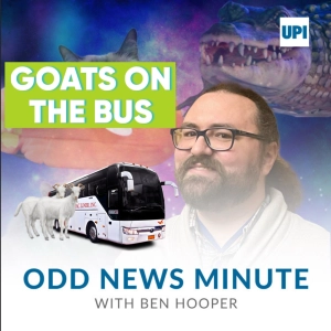 Goats catch the bus, tortoise's 12-mile trek