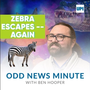 Escape artist zebra, world's oldest grandpa