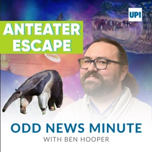 Odds and Ends: Anteater zoo-break, dancing crabs