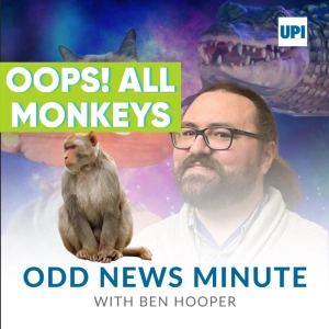 Monkeys on the loose in Florida and Germany