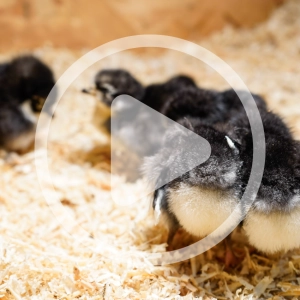 The Pros and Cons of Poultry Bedding Audio Article and Discussion