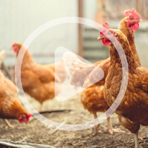 The True Cost of Chickens
