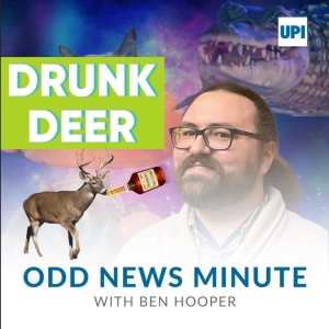 Drunk deer, Ohio zebra, dog on the roof