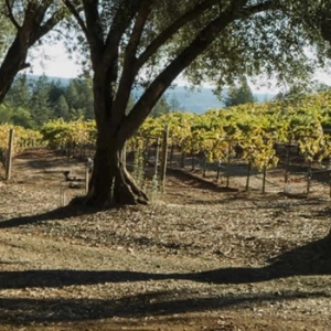 Friends of the Pod Series -- Ep 253: Stu Smith of Smith-Madrone Vineyards Talks About 48 Years in Napa Valley