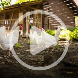 Coop Planning with Maintenance in Mind