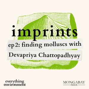 Imprints: Finding molluscs with Devapriya Chattopadhyay