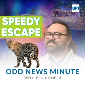 Pregnant cheetah escapes zoo, bear's breakfast