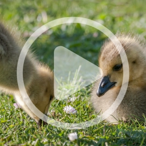 Hatching Goose, Guinea, and Duck Eggs