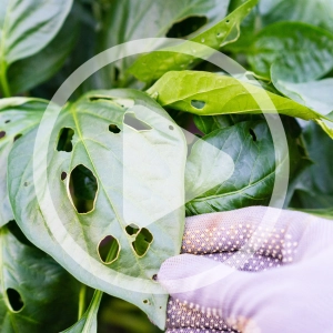 Control Pests Naturally
