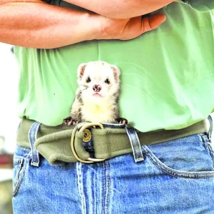 The King of the Ferret Leggers