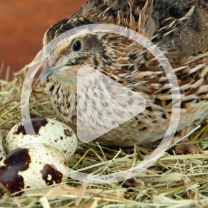 Raising Quail for Meat and Eggs