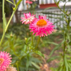 Remember Being A Flower?
