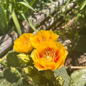 Actualizing Care, Recognizing Beauty