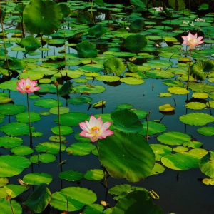 Dharmik Startups: The Vedic Pond